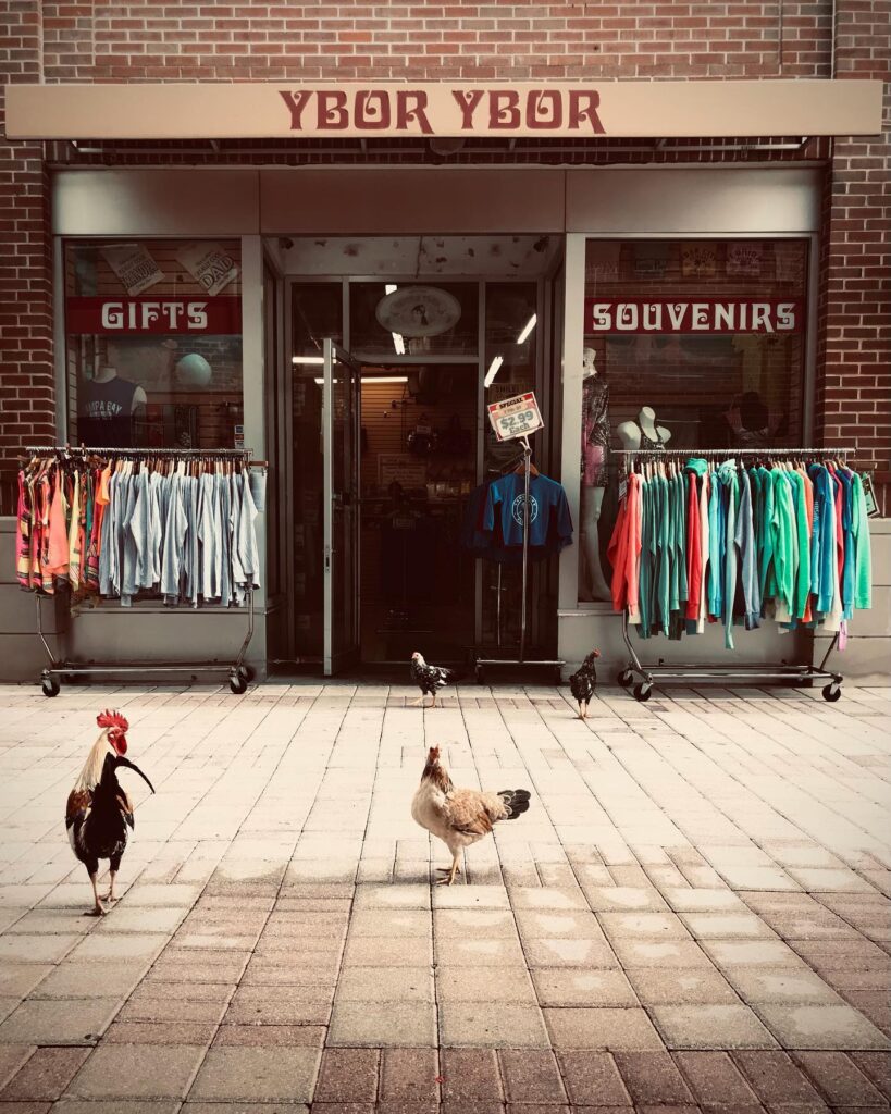 Historic street in Ybor City, Tampa, with brick buildings and chickens roaming freely