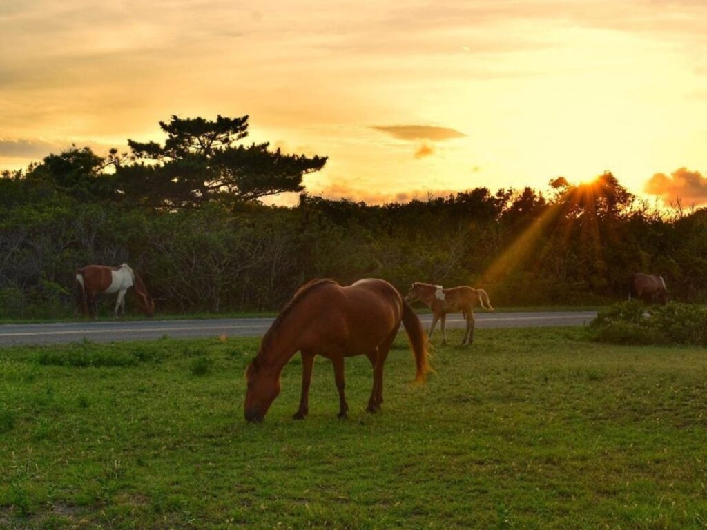 Wild horses walking along the beach at Assateague Island near Ocean City