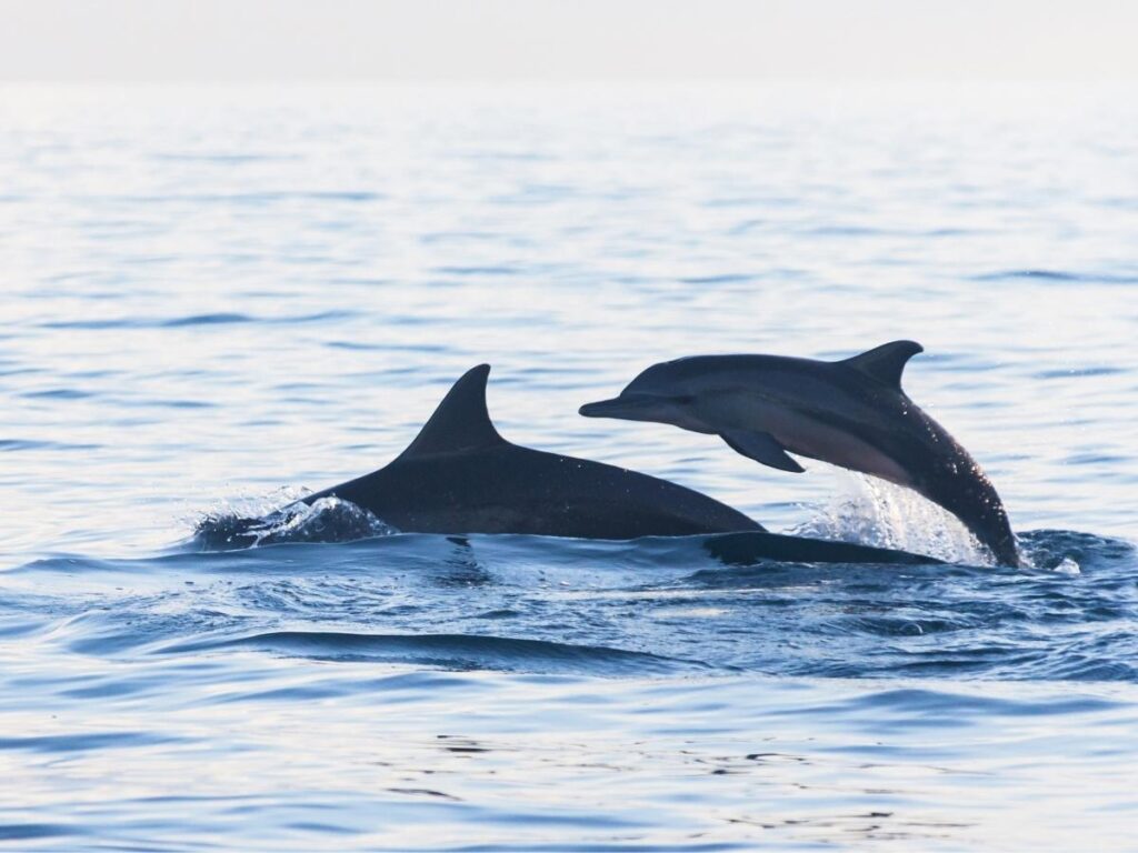 Dolphins jumping alongside a whale-watching boat off Cape May’s coast