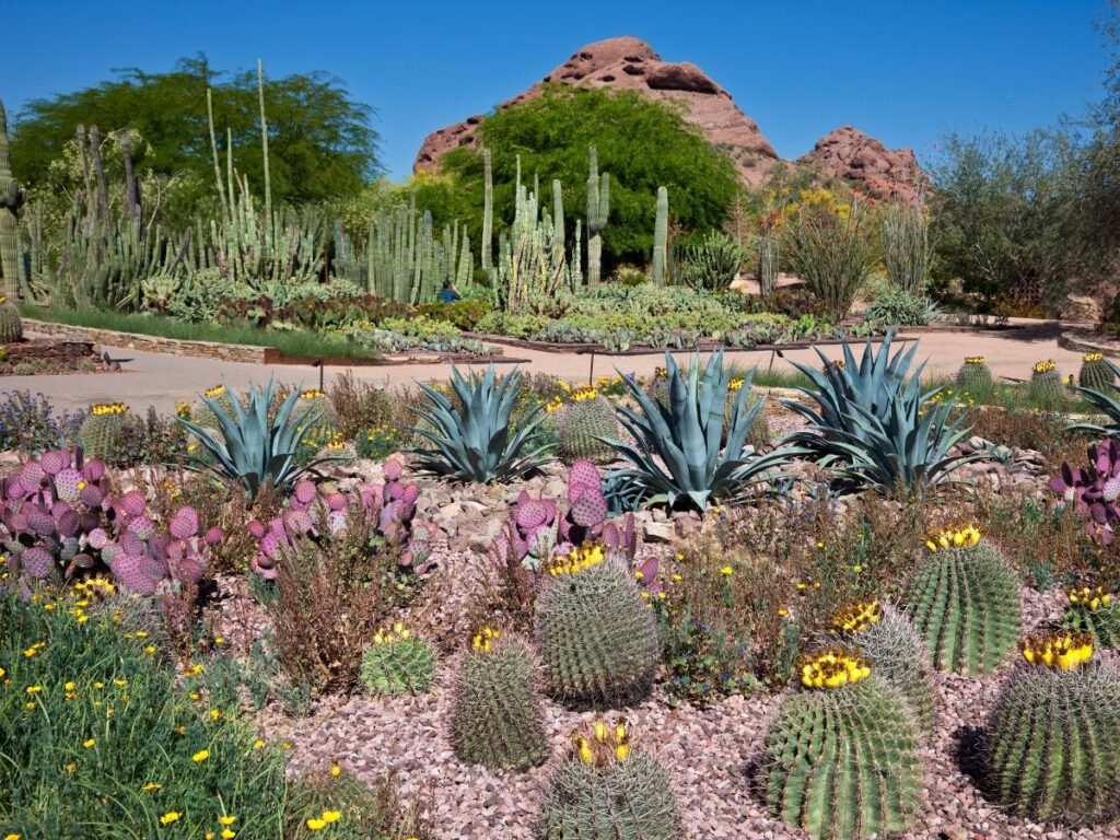 Cactus at the Desert Botanical Garden in Scottsdale, Arizona.
