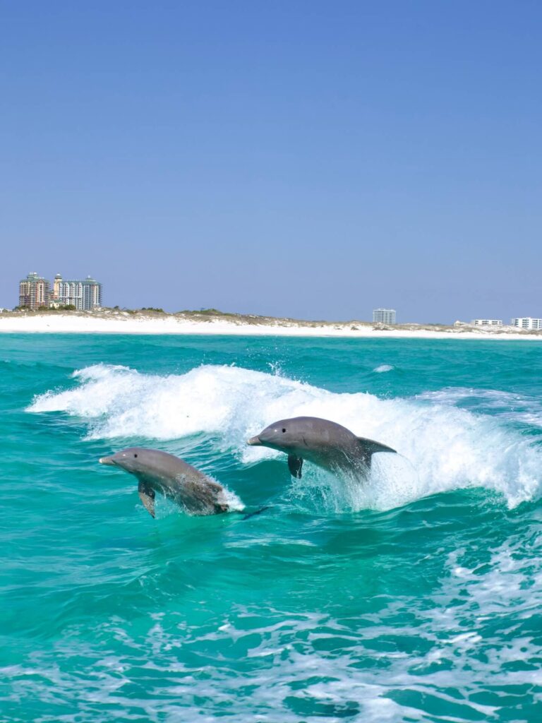 Dolphins swimming beside a sightseeing boat near Destin