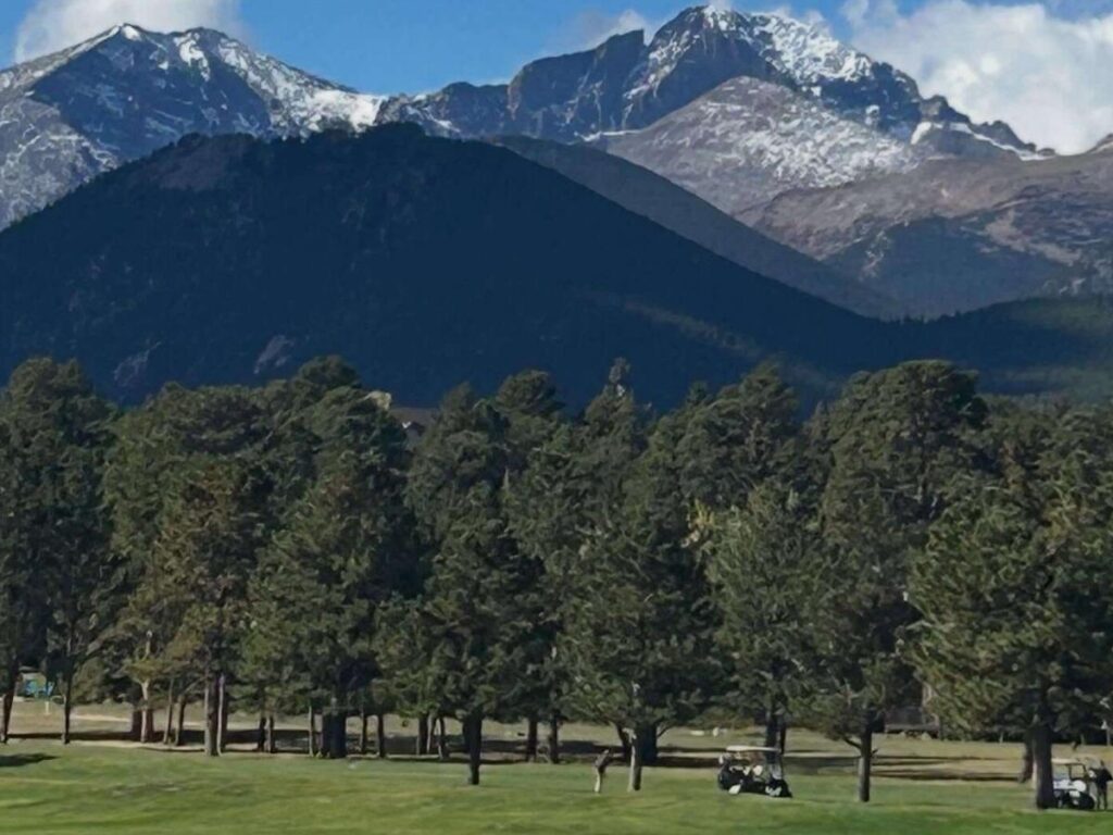 Elk resting near the golf course in Estes Park at sunset.