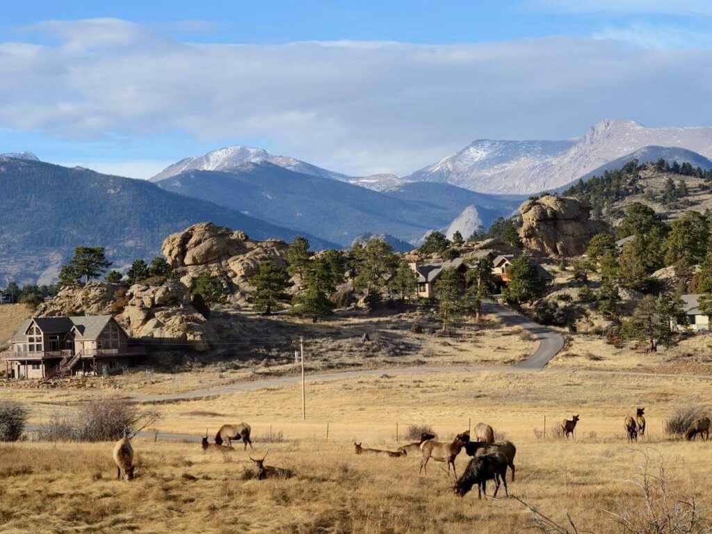 Elk grazing in a meadow near Estes Park, Colorado.