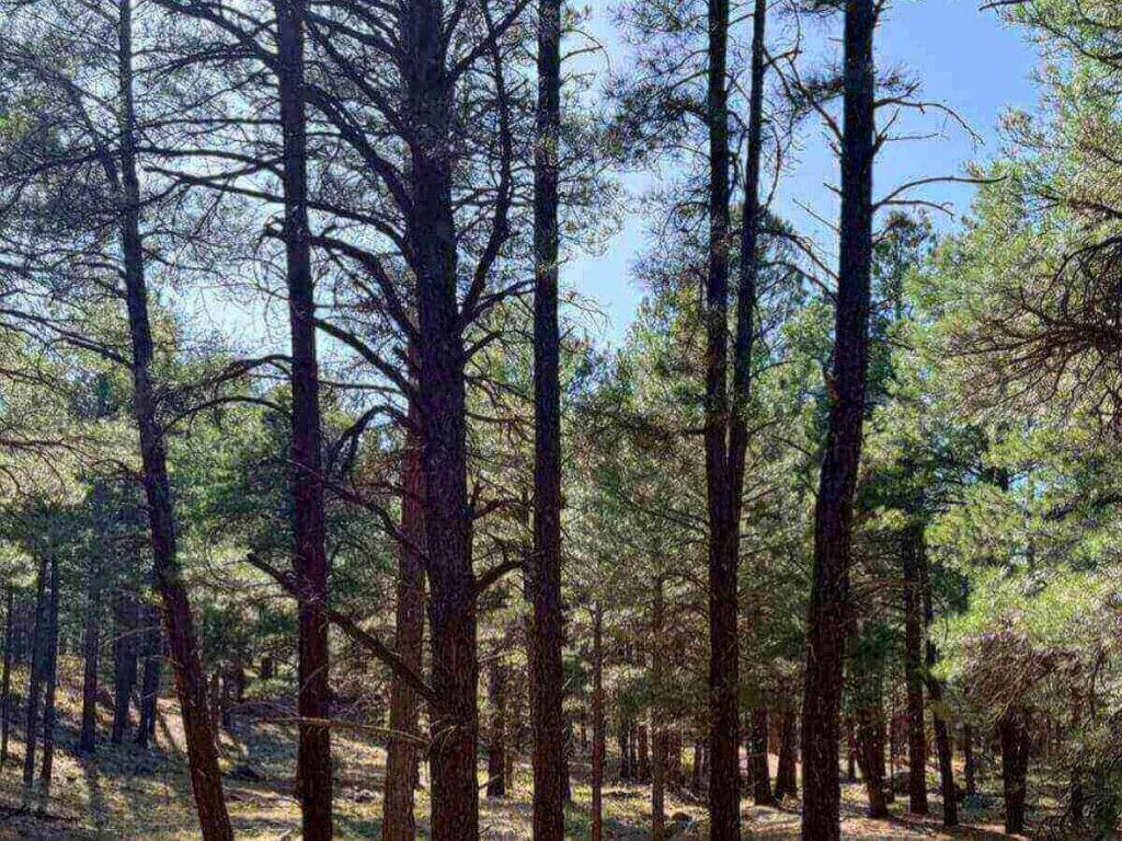 Pine trees and mountain scenery surrounding Flagstaff, Arizona