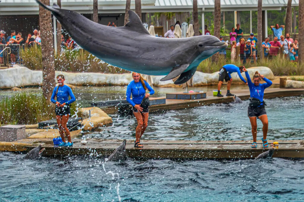 Dolphin presentation at Gulfarium Marine Adventure Park on Okaloosa Island