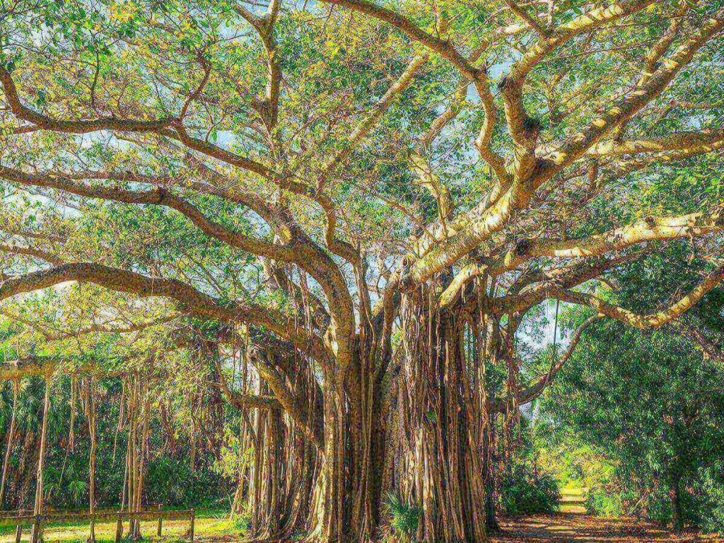 Shaded walking trail inside Hugh Taylor Birch State Park in Fort Lauderdale