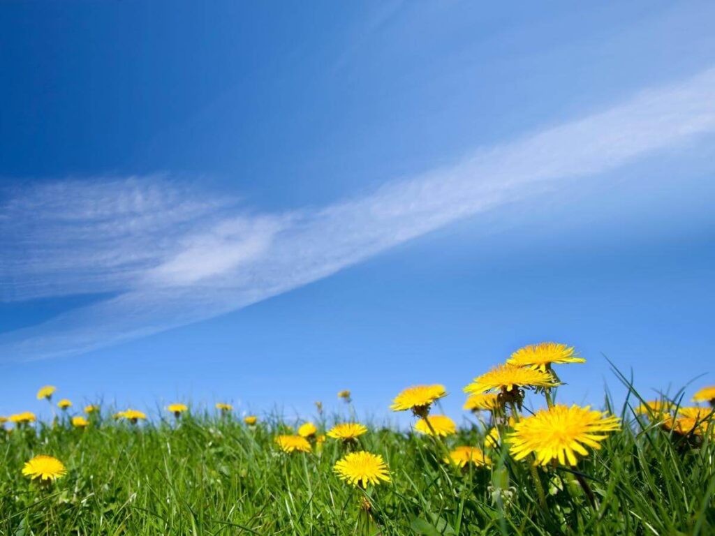 Spring flowers and greenery appearing around Leavenworth after winter