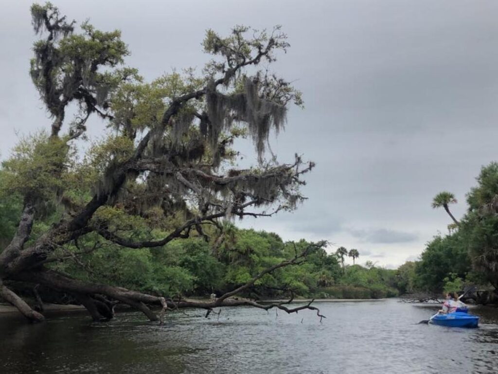Open landscape and wetlands at Myakka River State Park near Sarasota