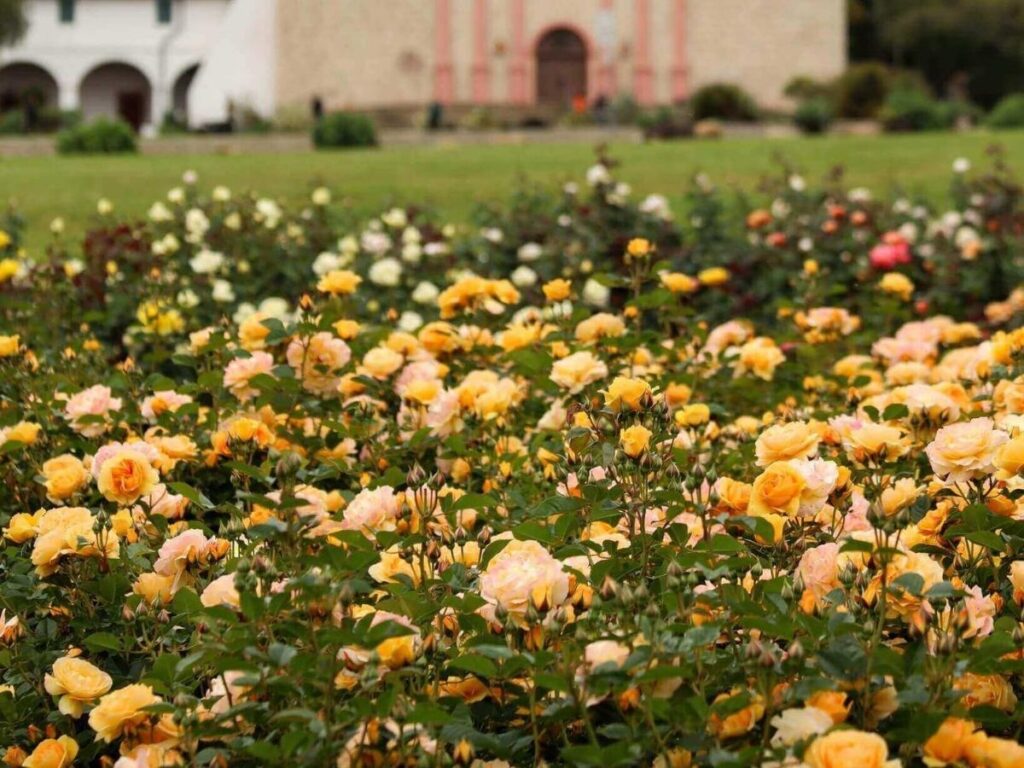 Rose garden at the Santa Barbara Mission overlooking the city and ocean