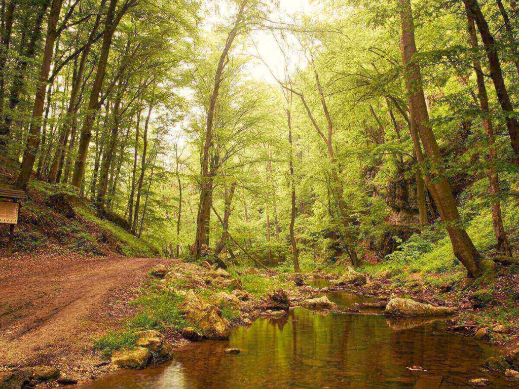 Shaded forest trail along Schultz Creek in Flagstaff.