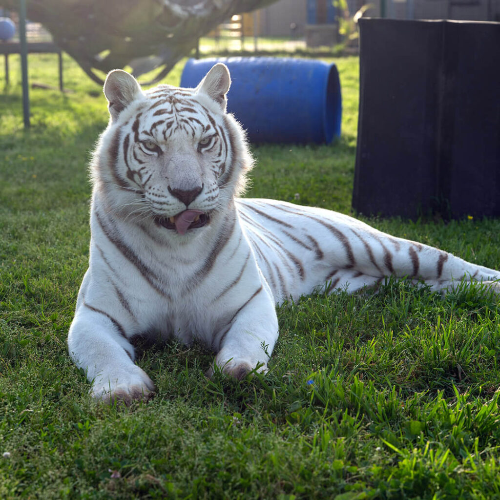 Rescued tiger at Turpentine Creek Wildlife Refuge near Eureka Springs Arkansas