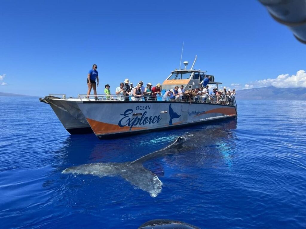 Whale surfacing in the ocean during a whale watching tour from Provincetown