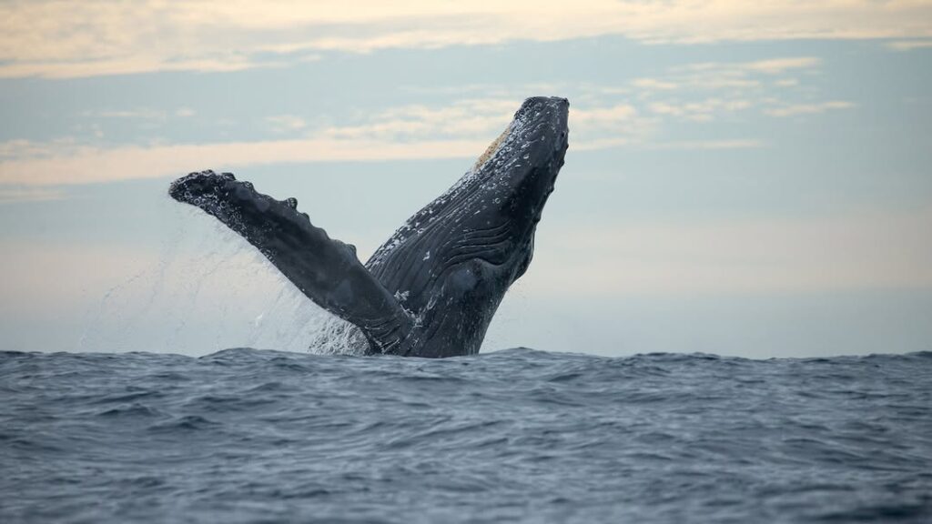 Humpback whale breaching during a boat tour near Bar Harbor, Maine