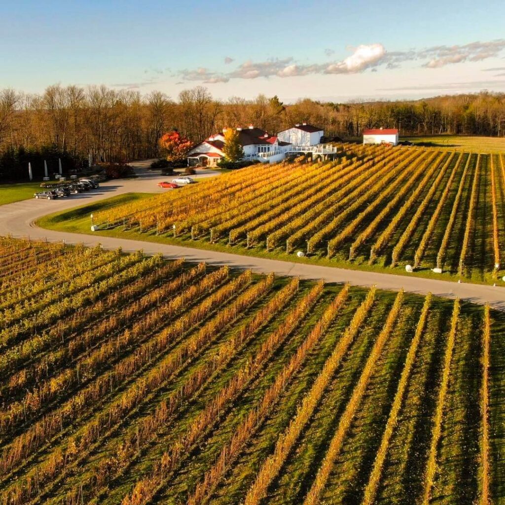 Vineyards at Brys Estate Vineyard & Winery near Traverse City