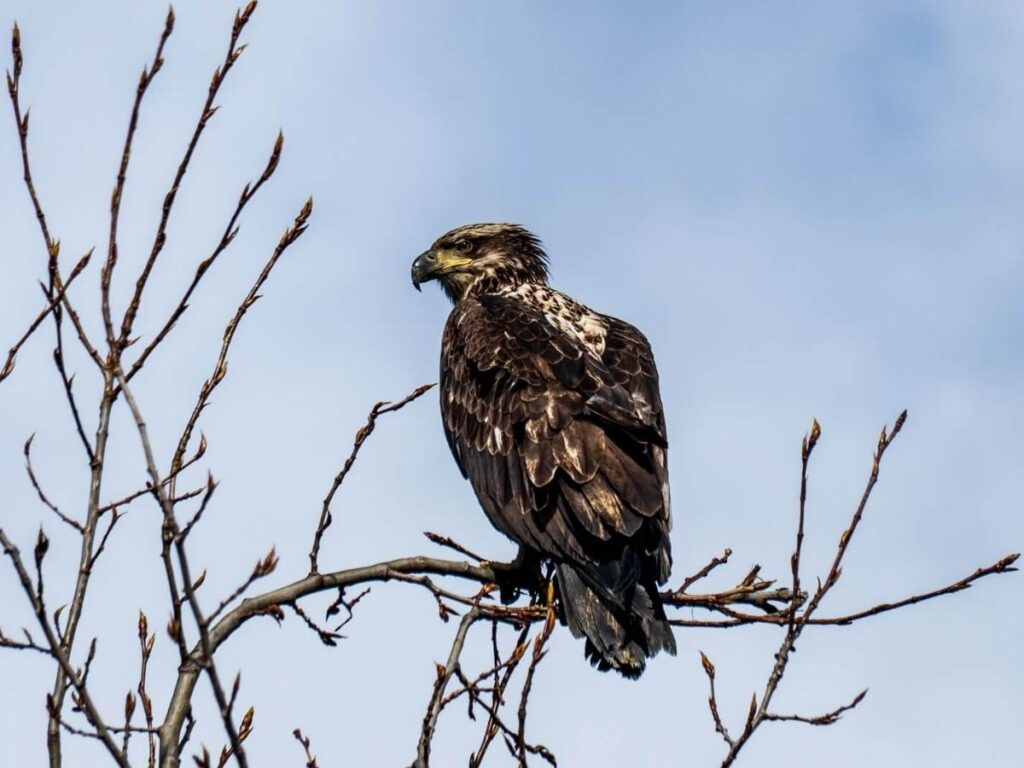 A bald eagle perched on a signpost along the Tony Knowles Coastal Trail