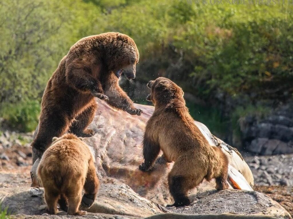 Floatplane used for bear viewing trips near Homer, Alaska