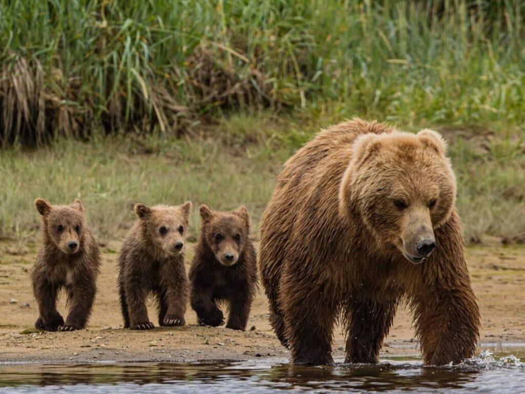 Floatplane departing Homer for a bear viewing trip in Alaska