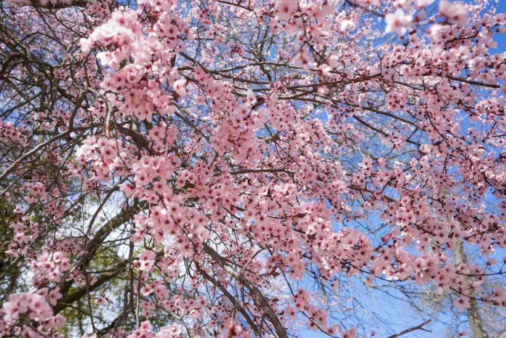 Cherry blossoms in bloom at Brooklyn Botanic Garden