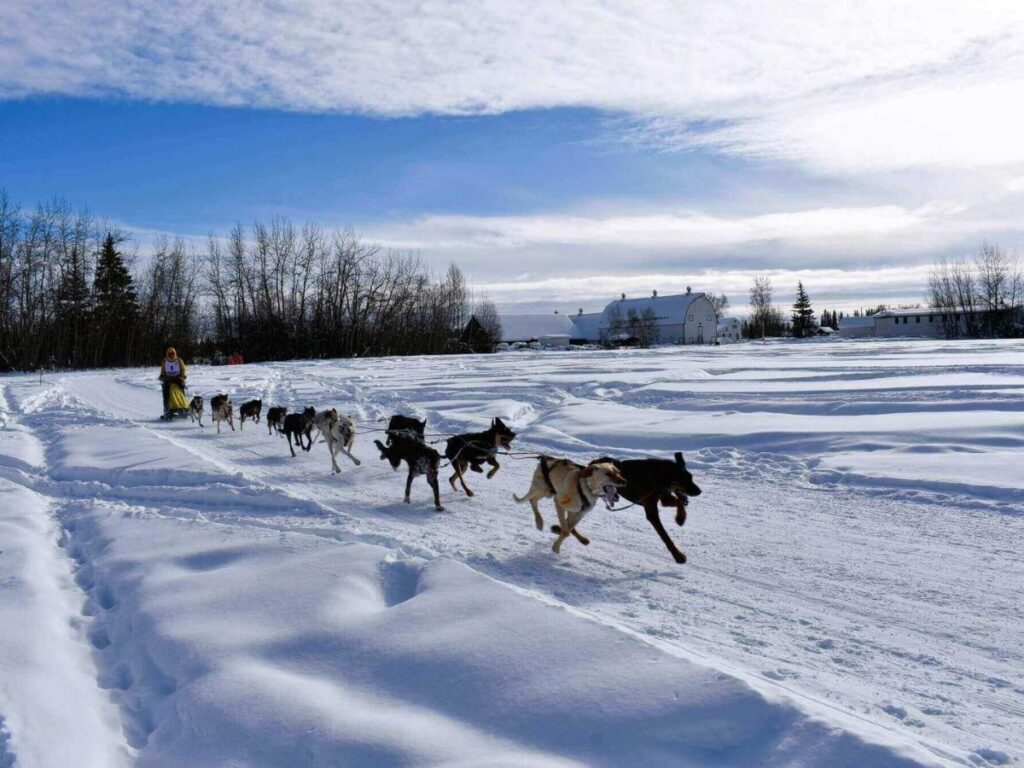 Dog sled team pulling a sled through snowy trails near Fairbanks, Alaska