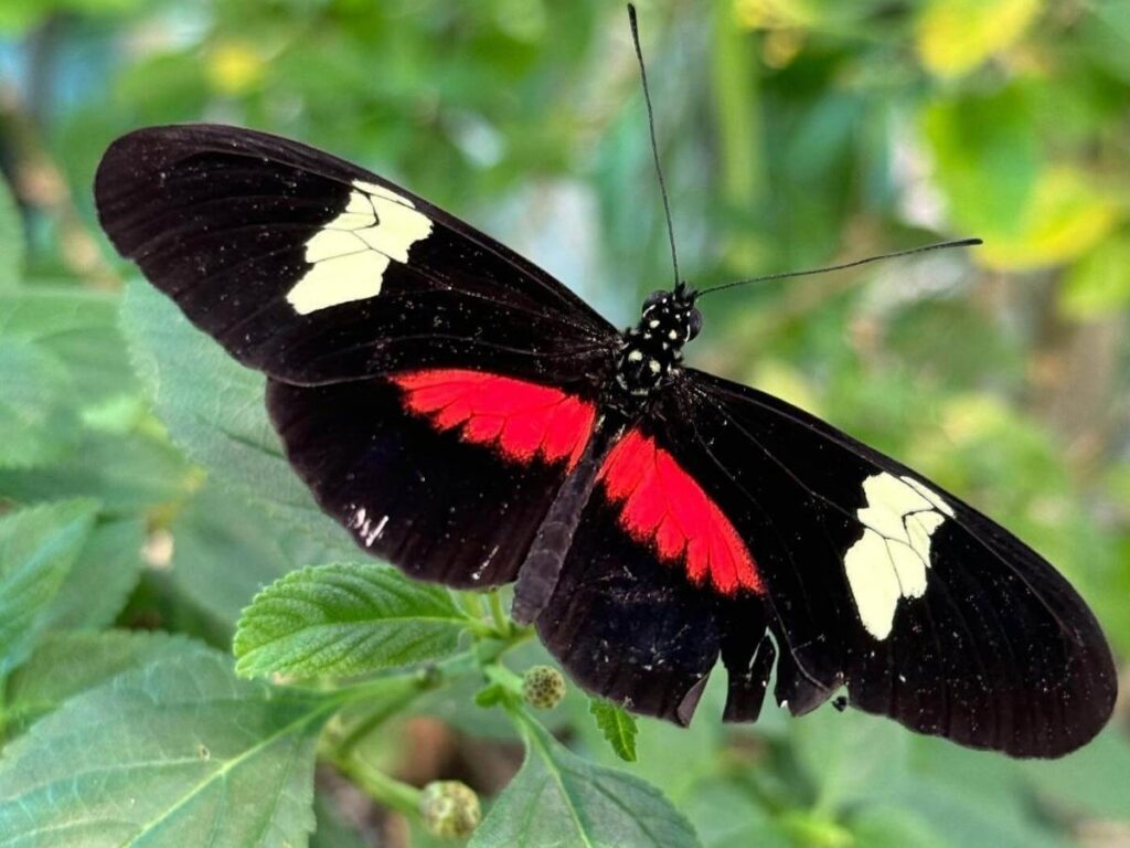 Butterflies inside the Butterfly Atrium at Hershey Gardens