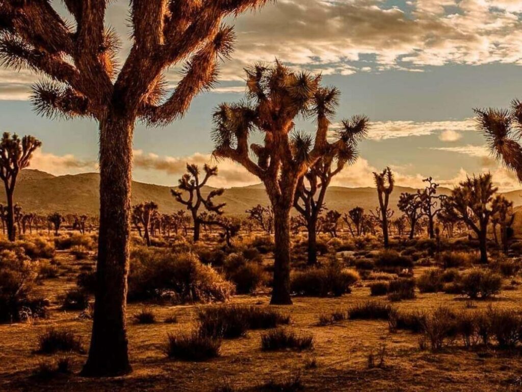 Joshua Tree National Park desert landscape with rock formations