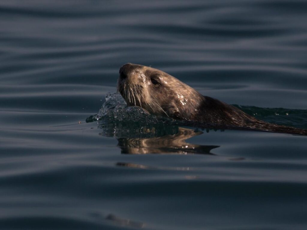 Sea otters floating near the shore in Kachemak Bay near Homer