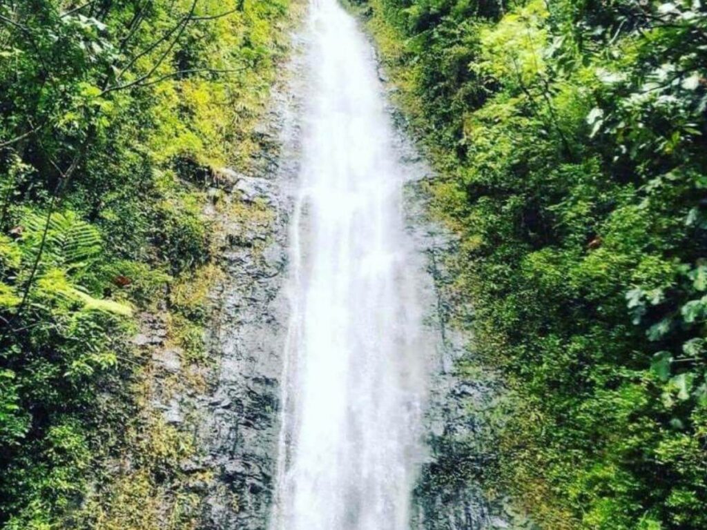 Manoa Falls located near Waikiki in Honolulu, Oahu