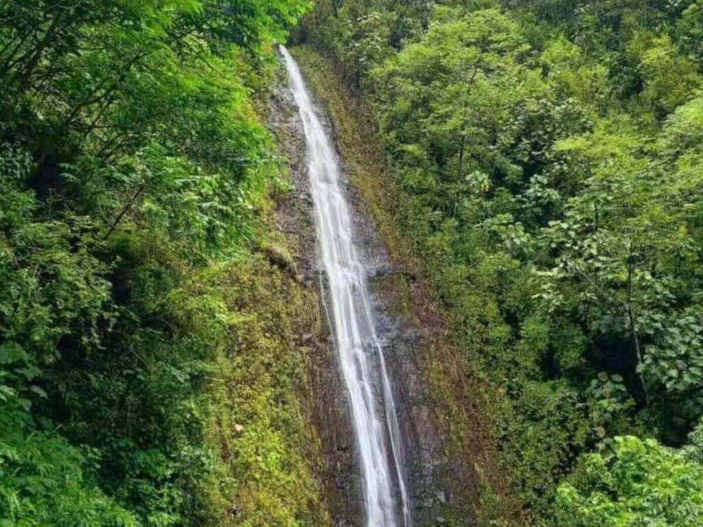 Manoa Falls hiking trail through rainforest near Honolulu