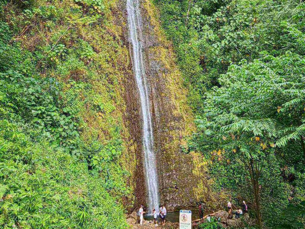 Lush rainforest trail leading to Manoa Falls in Honolulu