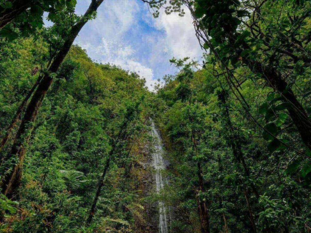 Manoa Falls waterfall cascading down a tall rock wall in Oahu