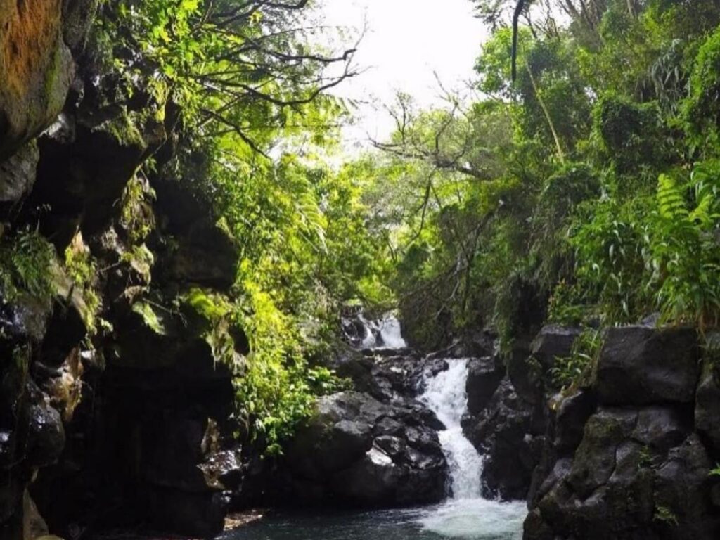 Dense rainforest trail leading to Maunawili Falls in Oahu