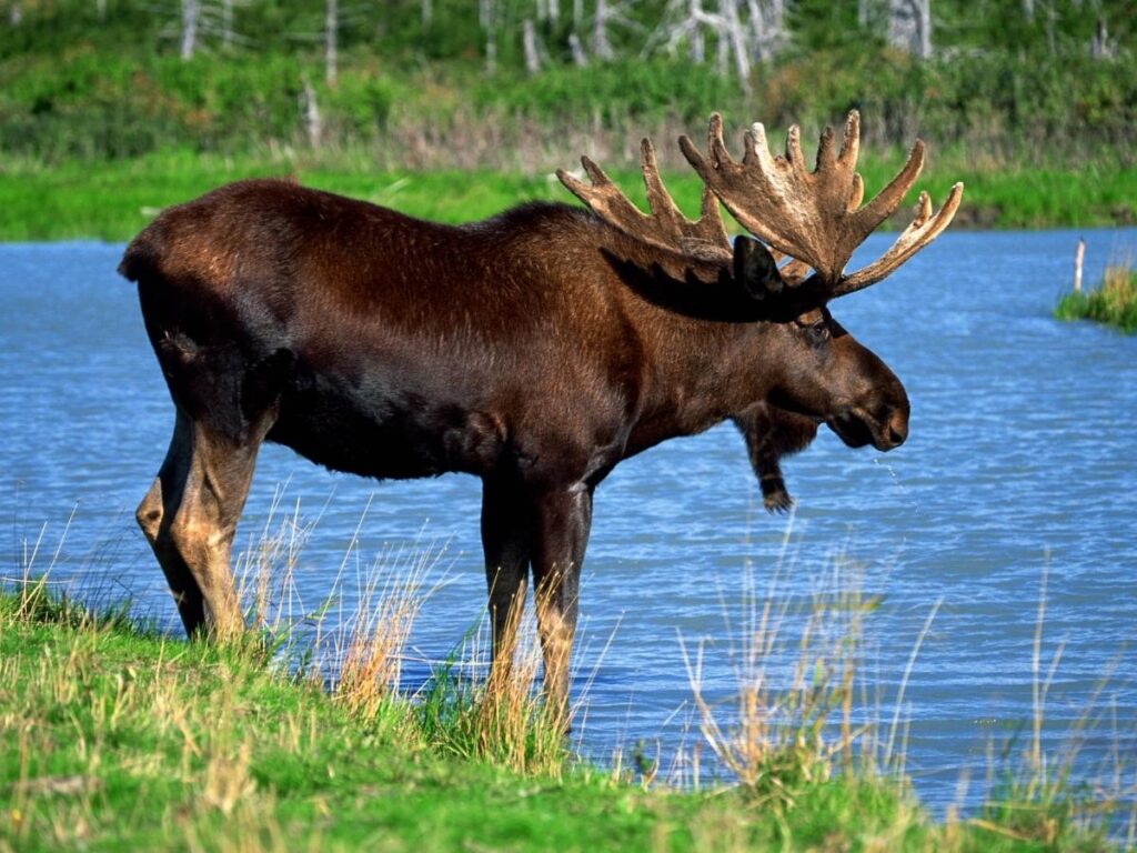 Moose crossing a bike trail near the Anchorage airport