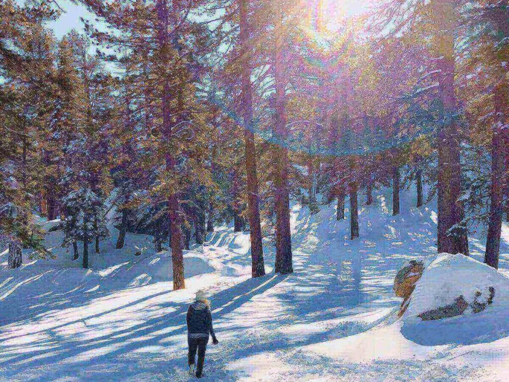 Hiking trail in Mount San Jacinto State Park above Palm Springs