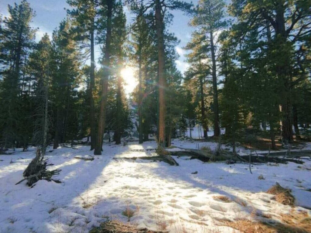 Forested hiking trails in Mount San Jacinto State Park above Palm Springs