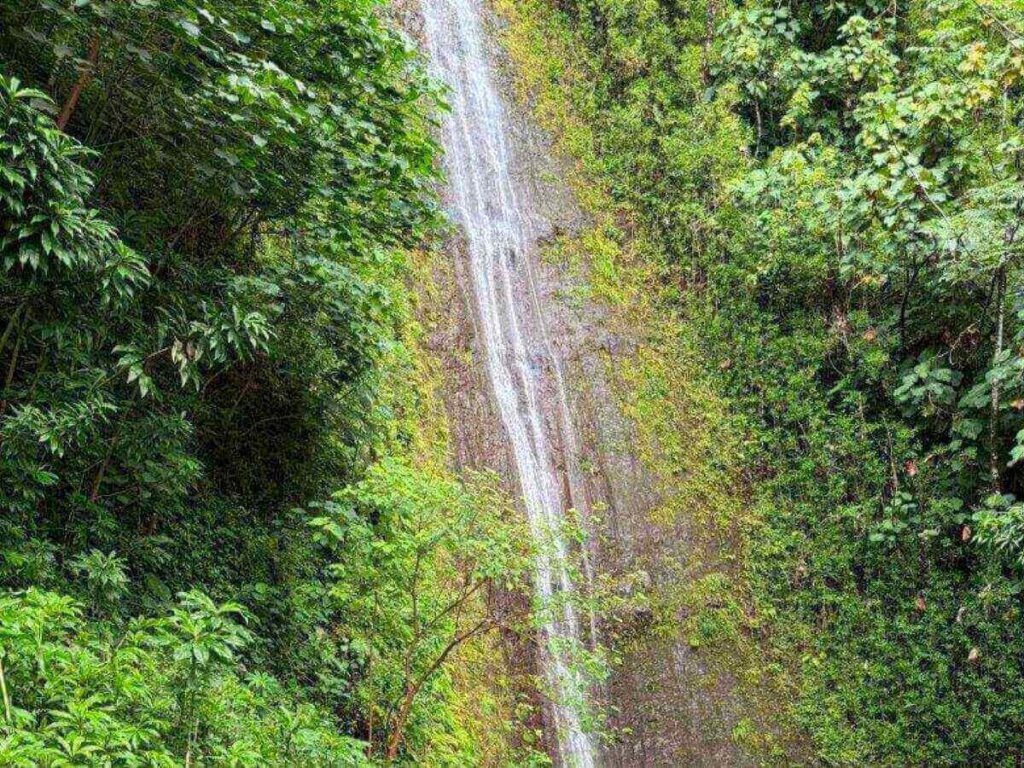 Slippery jungle hiking trail leading to a waterfall in Oahu
