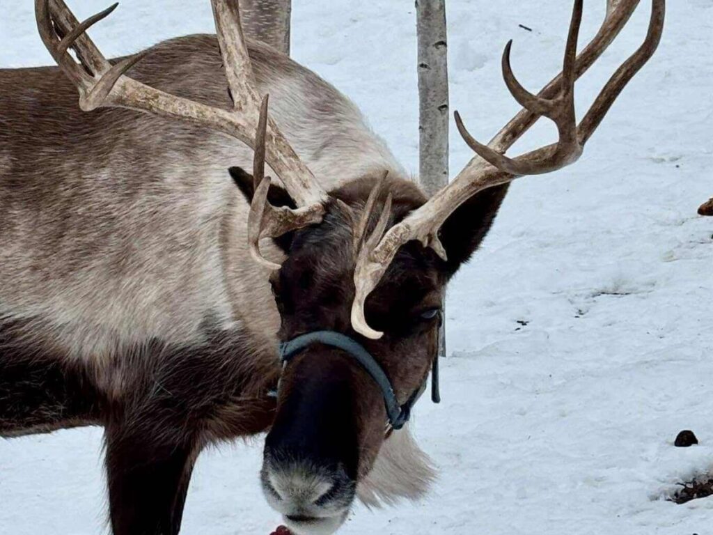 Reindeer standing among birch trees near Fairbanks, Alaska