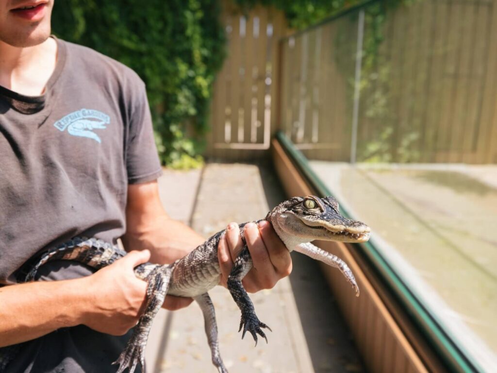 Alligator exhibit at Reptile Gardens near Rapid City, South Dakota