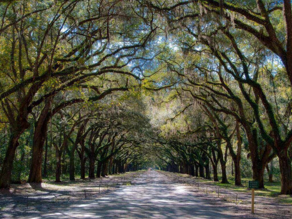 Soft afternoon light filtering through Spanish moss in Savannah