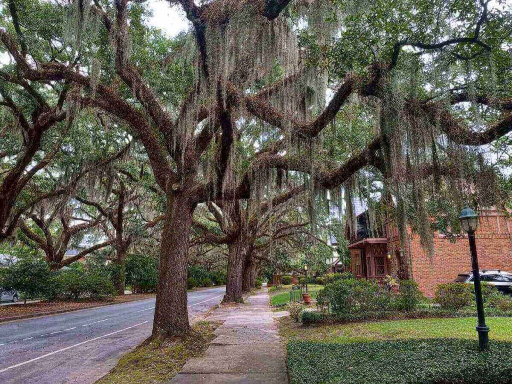 Quiet Savannah street in the morning with Spanish moss hanging from oak trees
