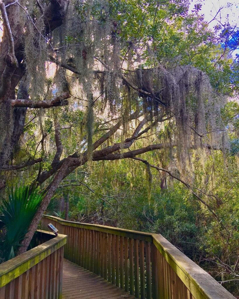 Elevated wooden trail through wetlands at Sea Pines Forest Preserve