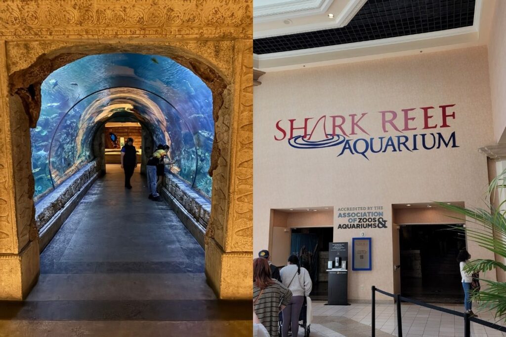 Shark Reef tunnel at Mandalay Bay