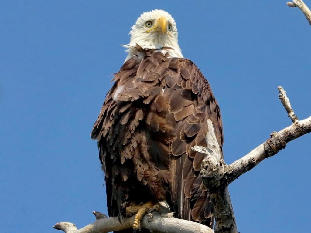 Bald eagle perched on a tree overlooking Ship Creek