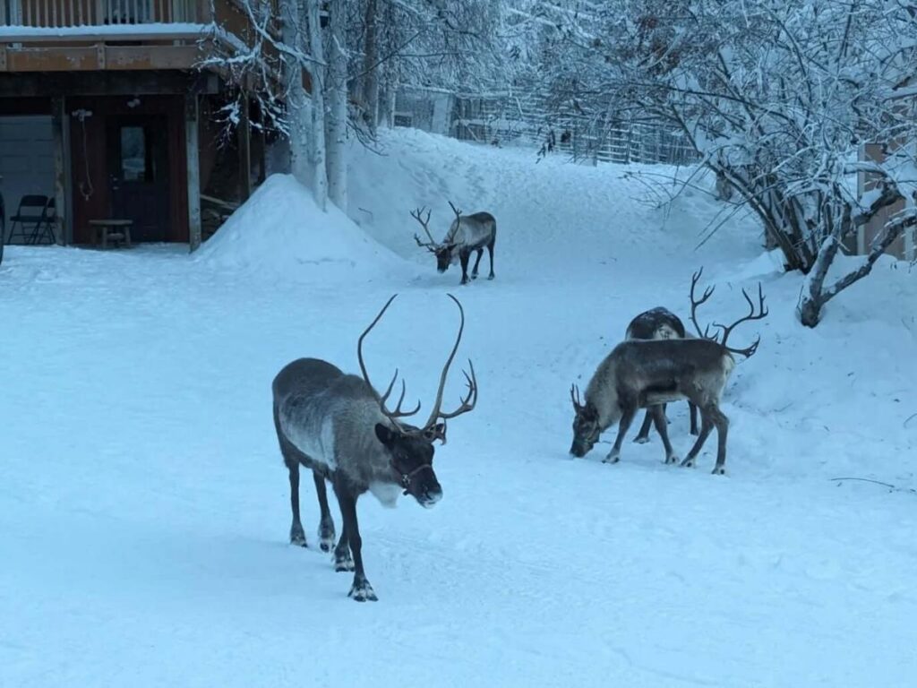 Visitors walking through forest with reindeer at Running Reindeer Ranch near Fairbanks