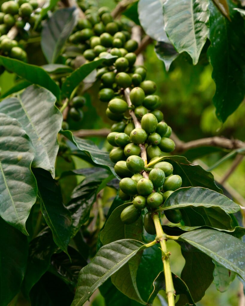 Coffee cherries growing at Greenwell Farms