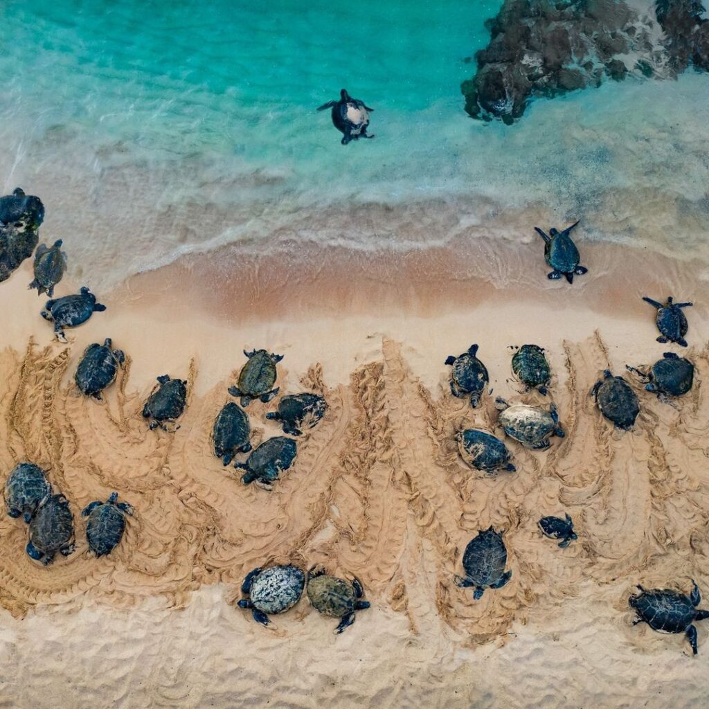 Turtles on a beach in Wailea