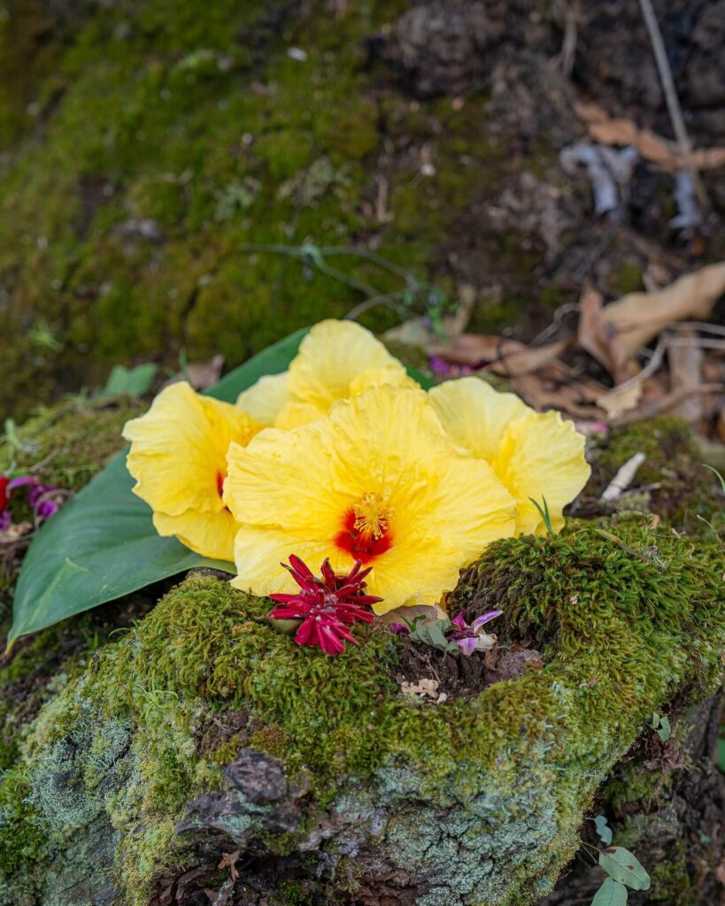 Wildlife at the Akaka Falls