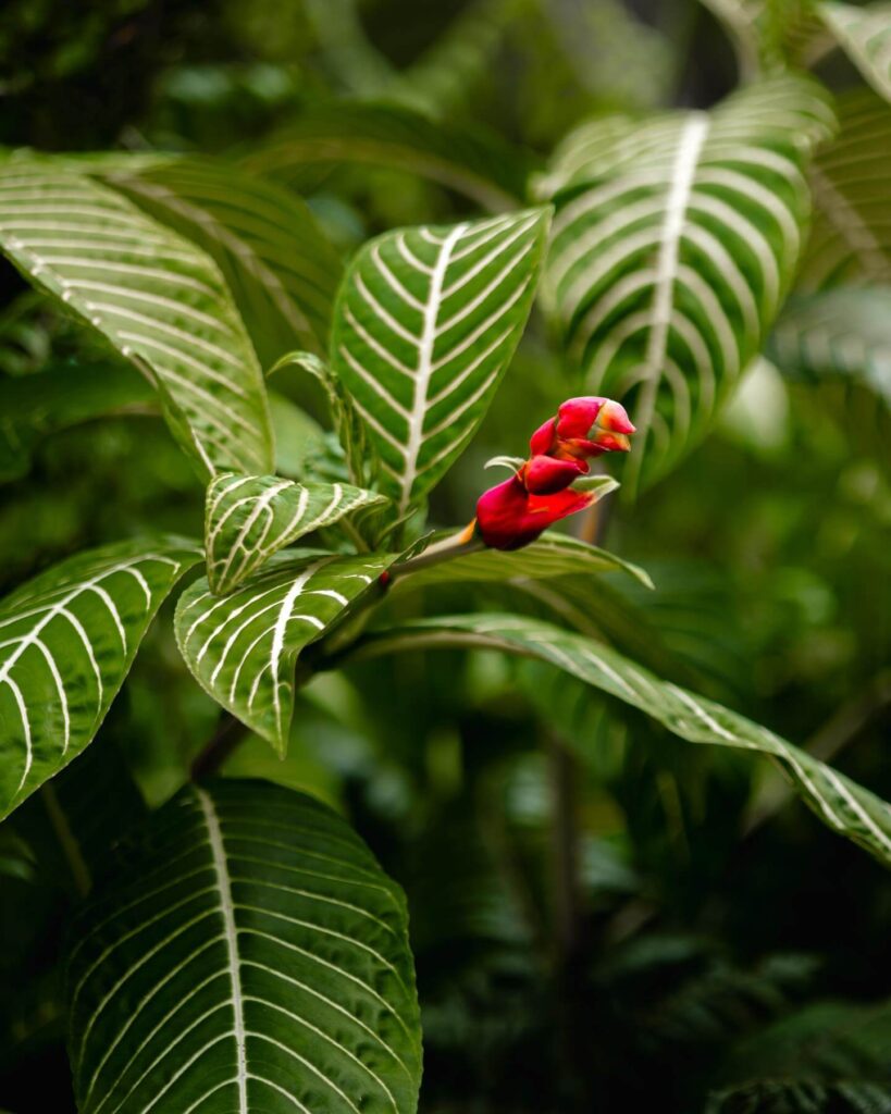 Wildlife at the Akaka Falls
