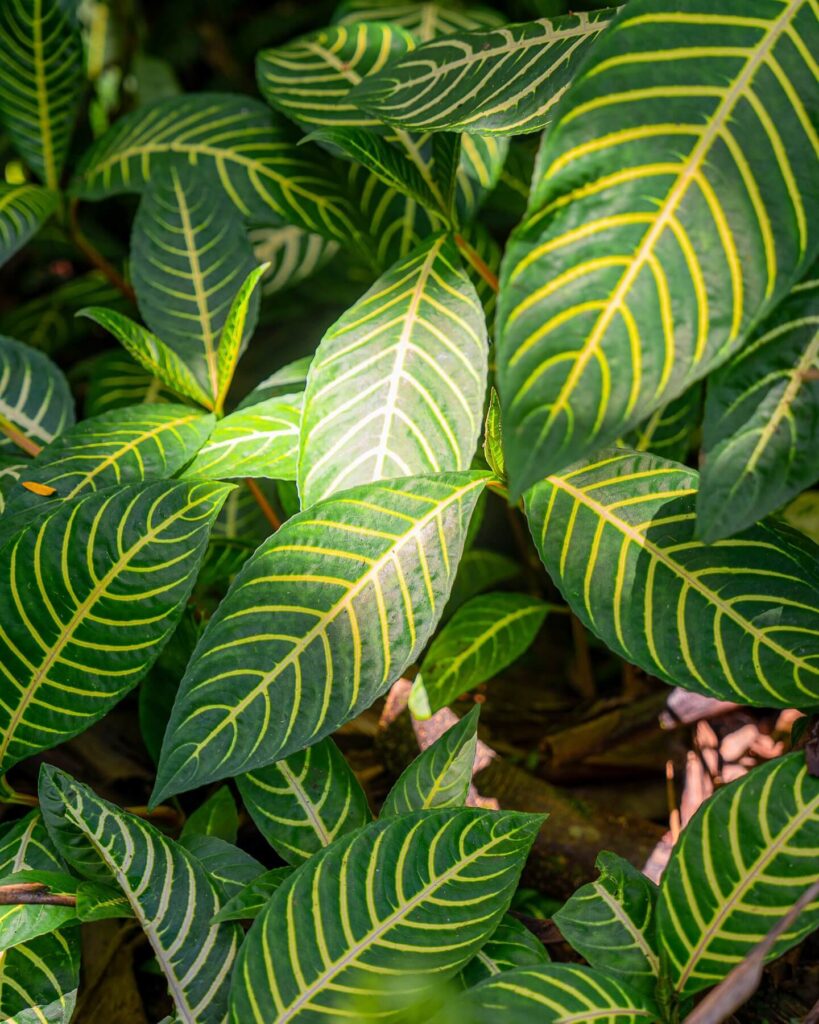 Wildlife at the Akaka Falls
