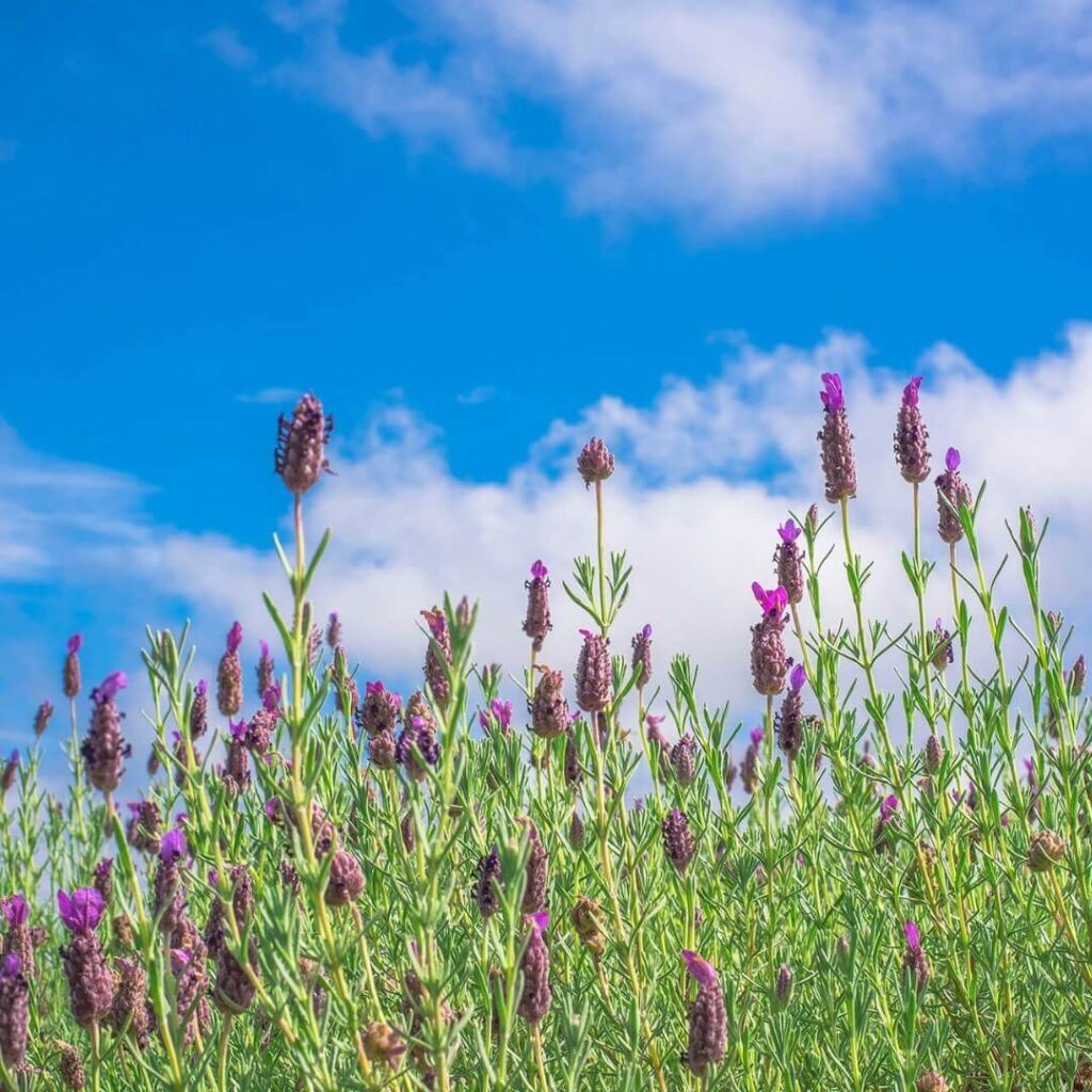 Ali’i Kula Lavender Farm