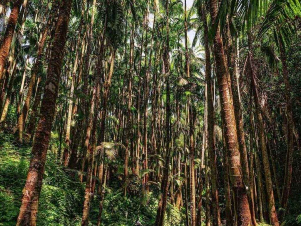 Best Things to Do in Hilo Hawaii